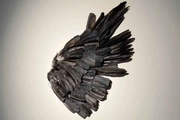 IMG 4158 Anna Kakhiani Restoring The Wing e1775495430404