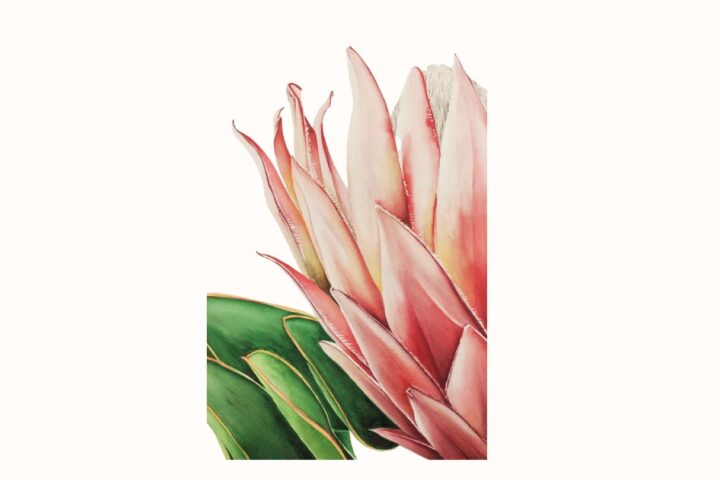 Protea Begona Mateos 1 e1780057824555