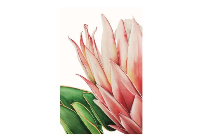 Protea Begona Mateos e1776358329233