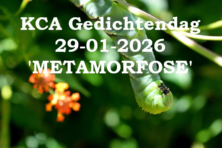 caterpillar Pixabay PaulBr